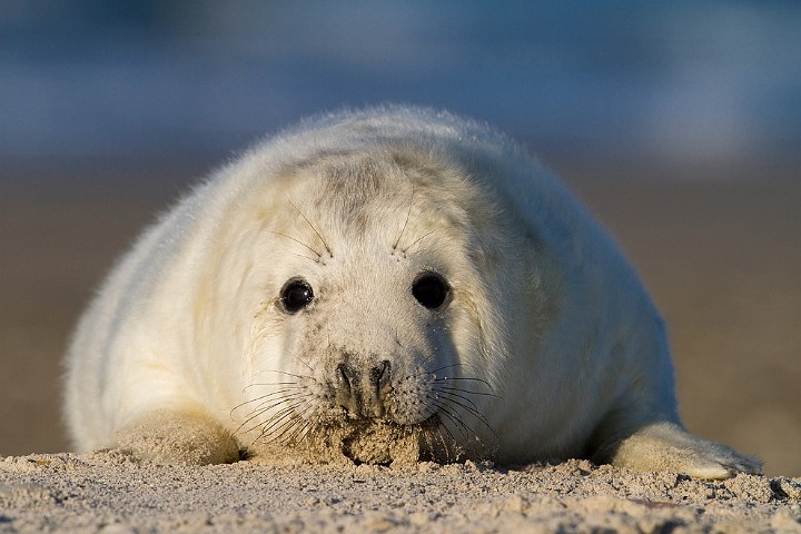 Kegelrobbe Halichoerus grypus